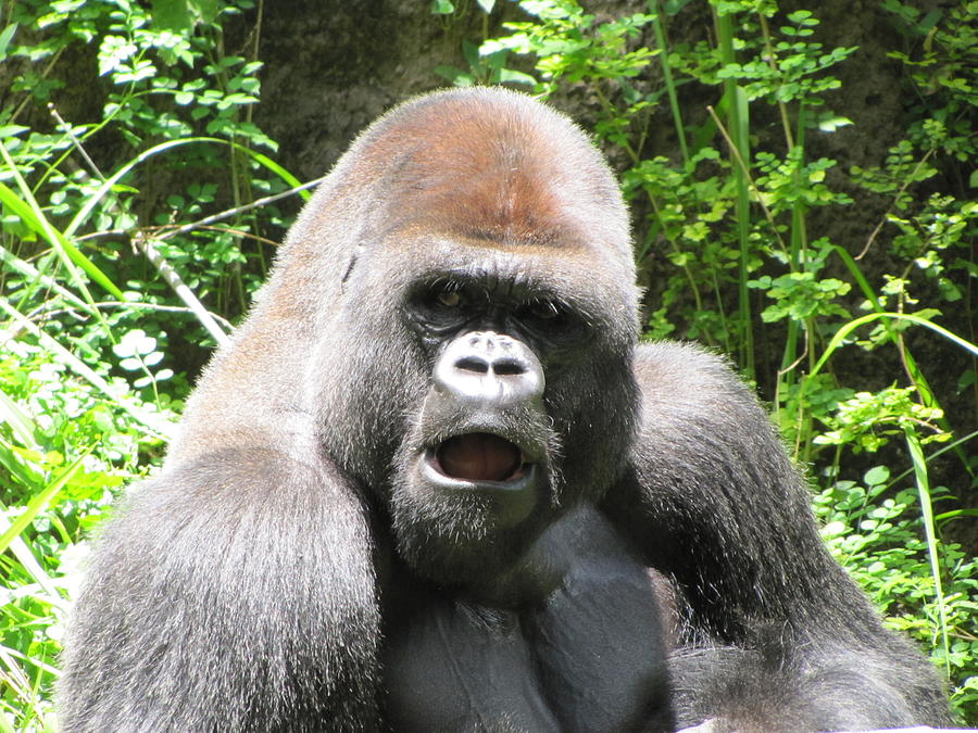 Gorilla Photograph by Steven Jacobs - Fine Art America