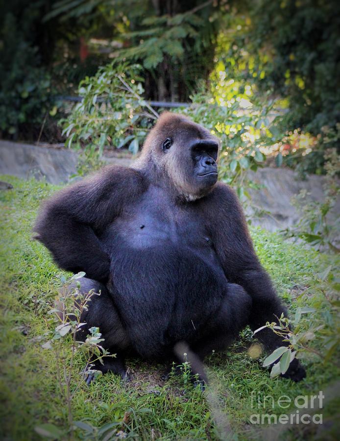 KromerGorillas - 20050804 - Gorilla Posing - Philip Kromer… | Flickr