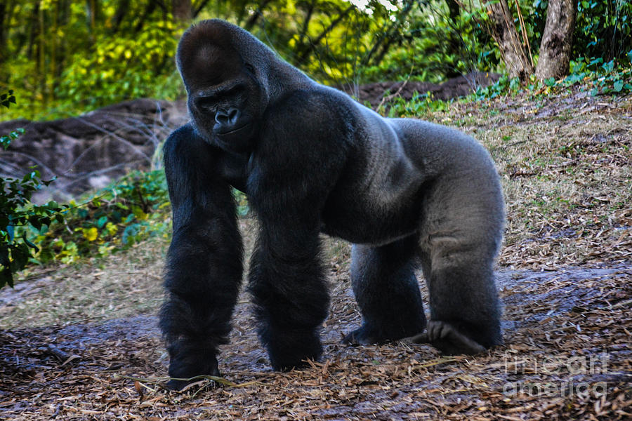 Gorilla Troop Leader Photograph by Gary Keesler