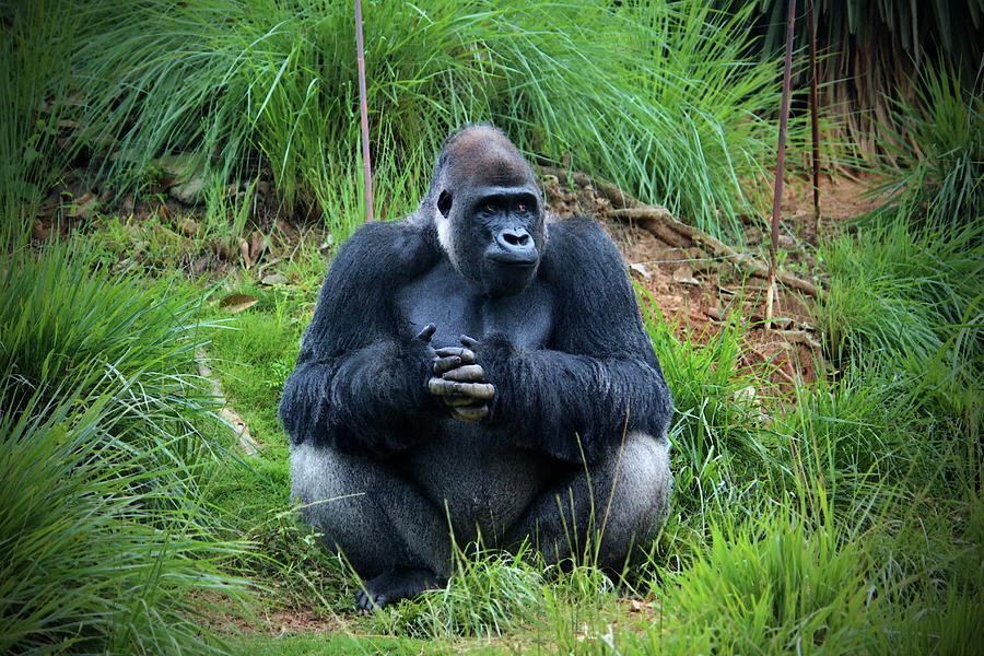 Gorilla Waiting For Lunch Photograph by Cynthia Guinn