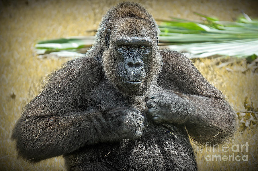 Gorilla Warfare Edition 2 Photograph by Judy Kay