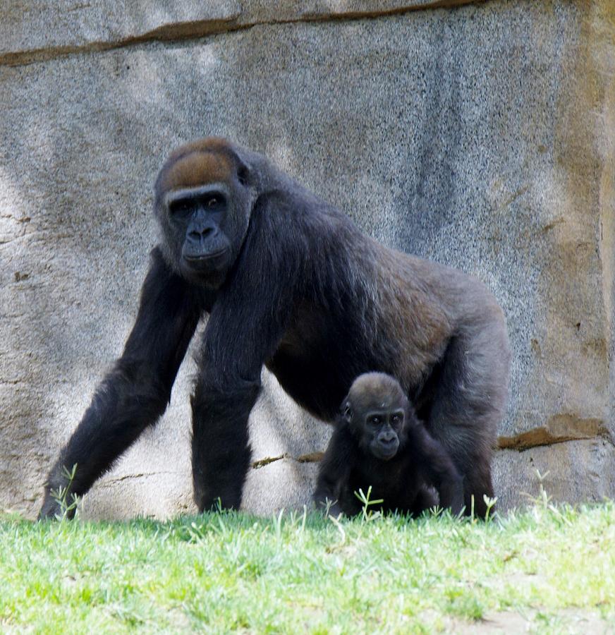 Gorilla With Baby Photograph by Phyllis Spoor