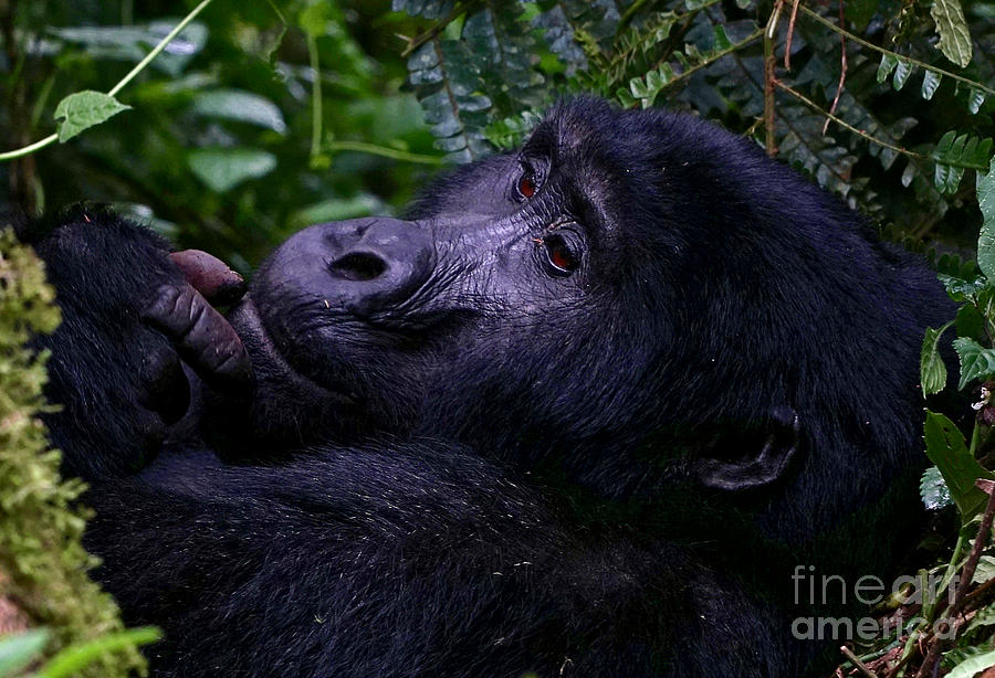 Gorilla Wonderment Photograph by Michael Cinnamond