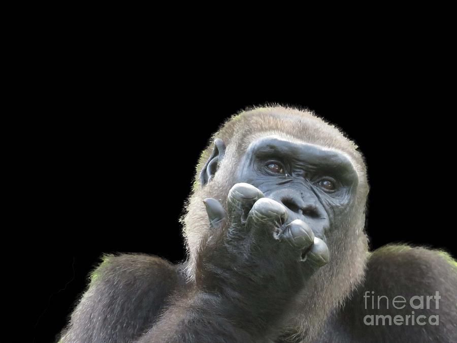 Gorilla Worries Photograph by Maxine Kamin