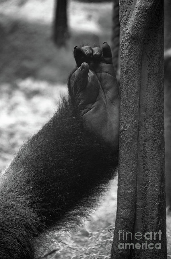 Gorillas Foot Photograph by Michelle Meenawong