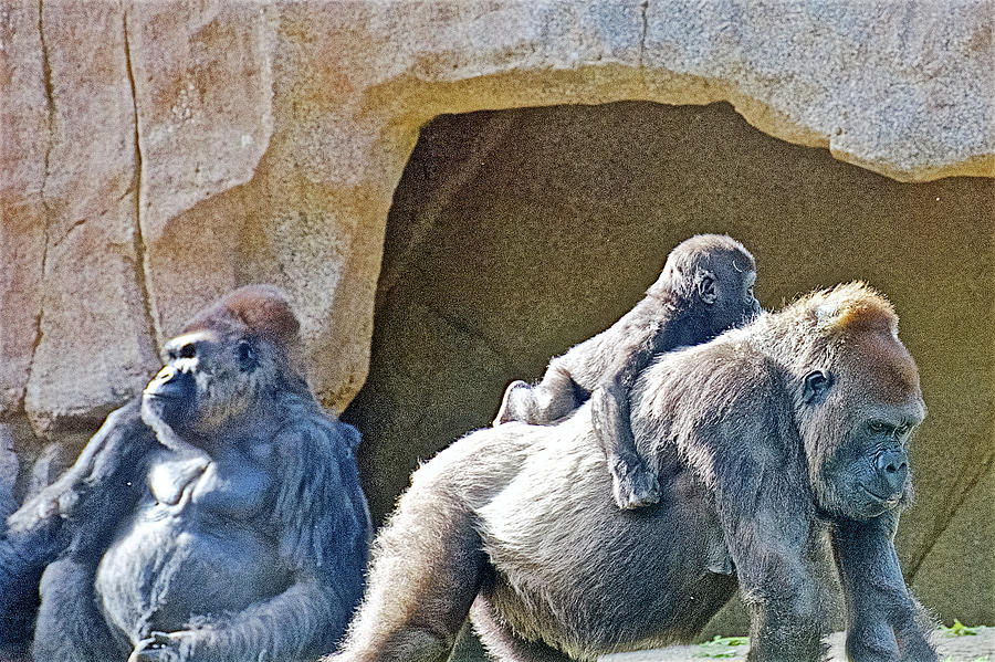 Gorillas in San Diego Zoo Safari Park near Escondidio, California  Photograph by Ruth Hager