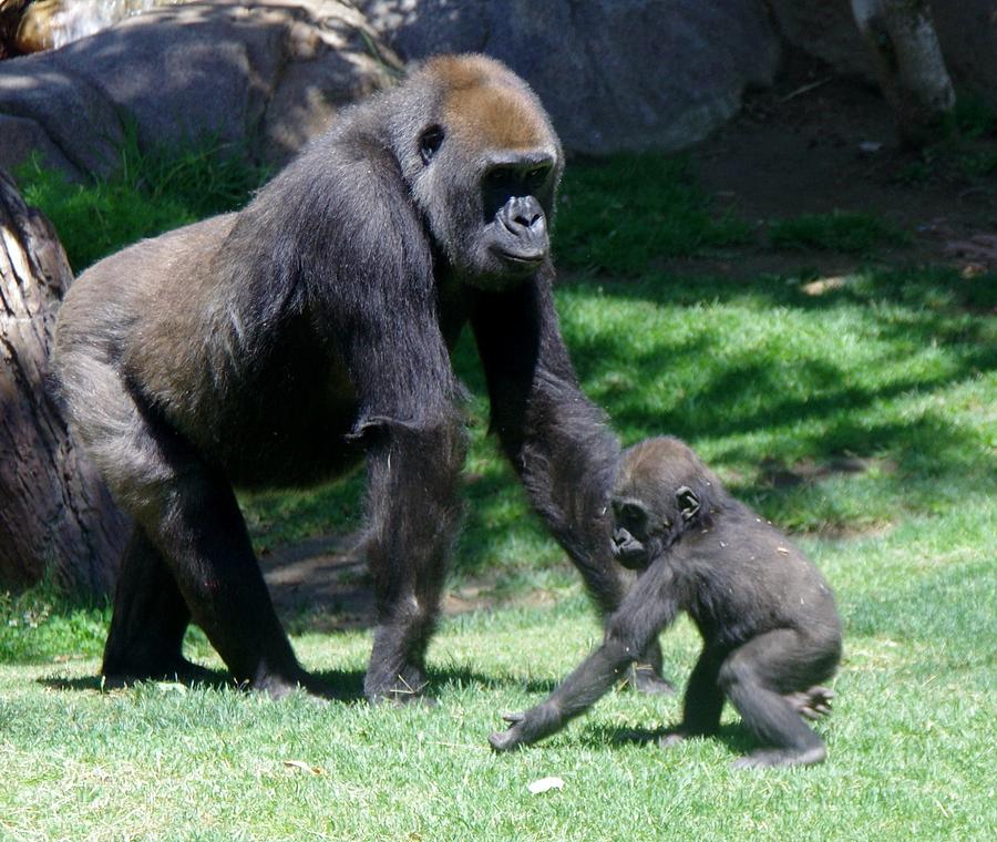 Gorillas Mary Joe Baby and Emonty Mother 5 Photograph by Phyllis Spoor