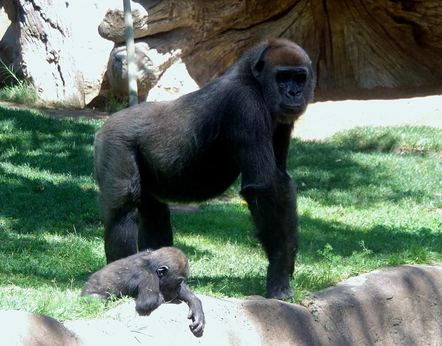 Gorillas Mary Joe Baby and Emonty Mother 6 Photograph by Phyllis Spoor