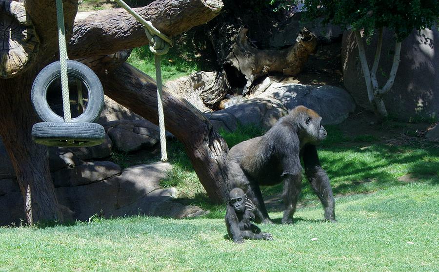 Gorillas Mary Joe Baby and Emonty Mother 7 Photograph by Phyllis Spoor