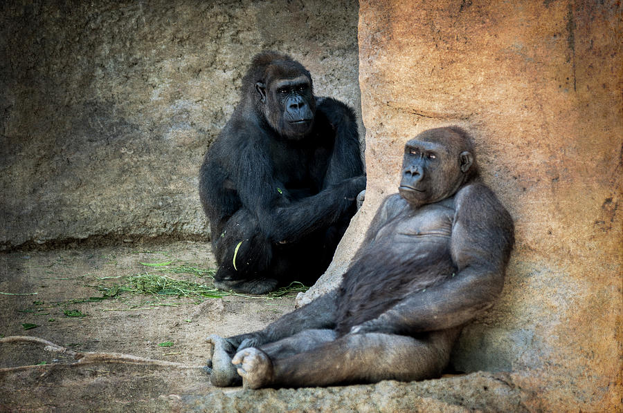 Gorillas Photograph by Mary Lee Dereske