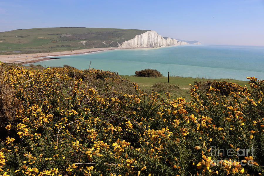 Gorse and Seven Sisters Photograph by Julia Gavin