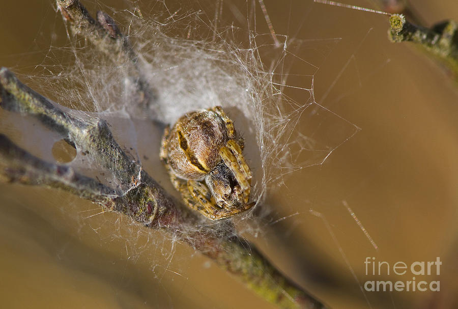 Gorse Orbweaver Photograph by Steen Drozd Lund
