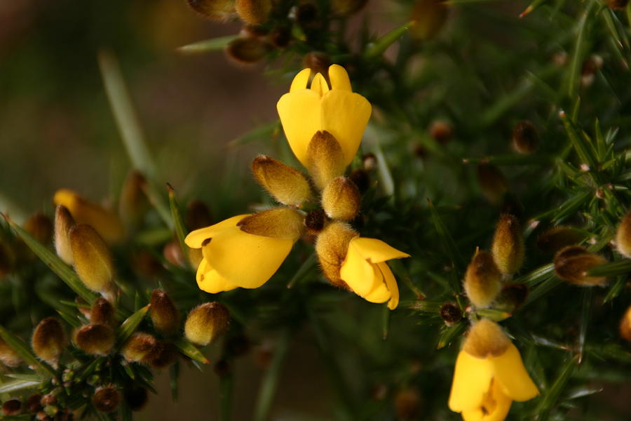 Gosh it is gorse Photograph by Martina Fagan