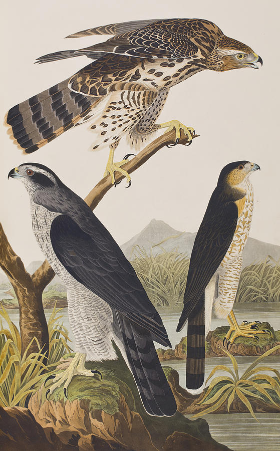John James Audubon Painting - Goshawk and Stanley Hawk by John James Audubon