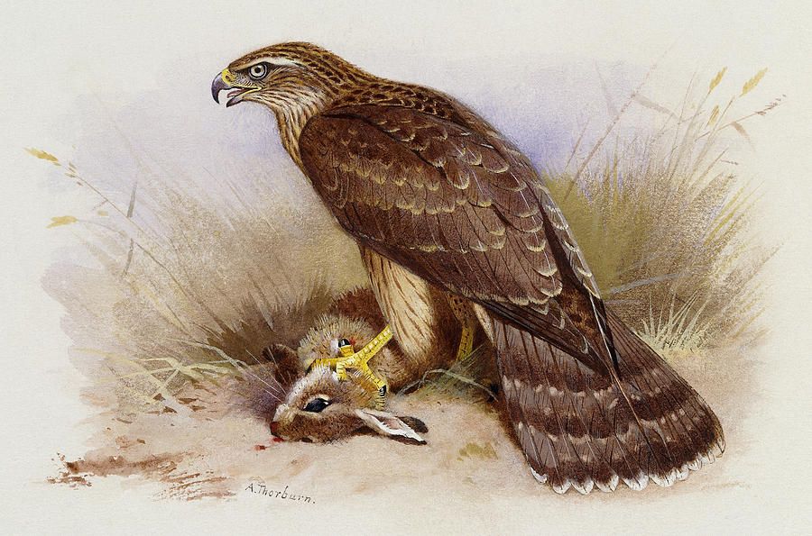 Eagle Painting - Goshawk by Archibald Thorburn