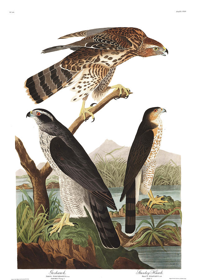John James Audubon Painting - Goshawk by John James Audubon