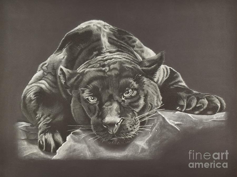 Wildlife Drawing - Goshi the Jaguar by Anthony Jessop
