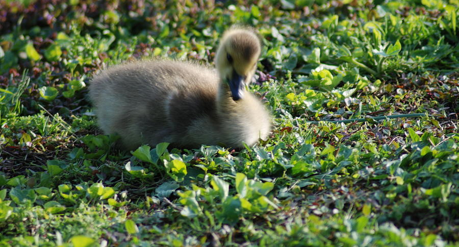 Gosling at Rest Photograph by Richard Bryce and Family