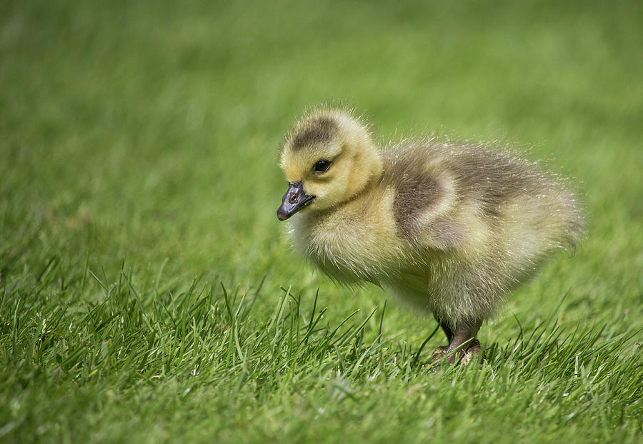 Gosling At The Park Photograph