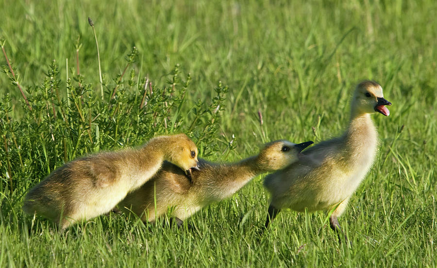 Gosling Bullies by Steven David Roberts Gosling Bullies by Steven David Roberts