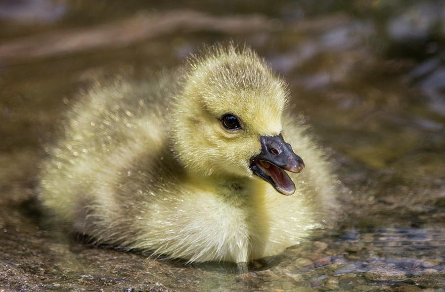 Gosling Photograph by Celena Sandaker - Fine Art America