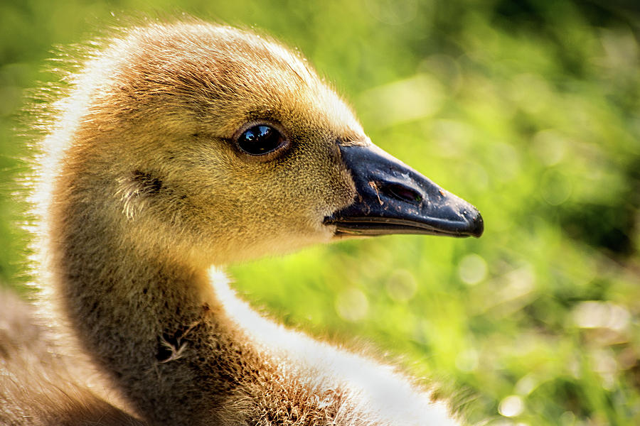 Gosling Photograph by Don Johnson