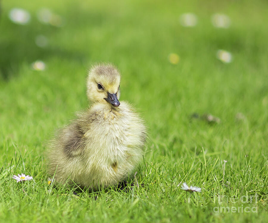Wildlife Photograph - Gosling by Eva Lechner