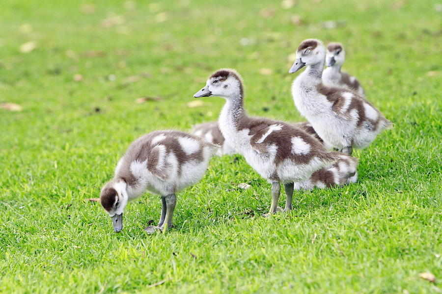 Gosling Group Photograph by Shoal Hollingsworth