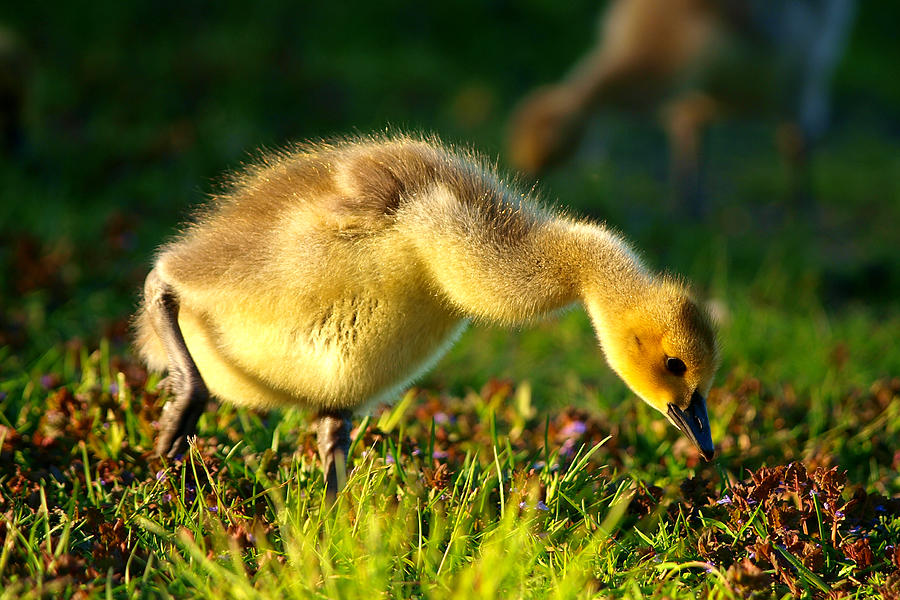 Gosling In Spring Photograph by Paul Ge