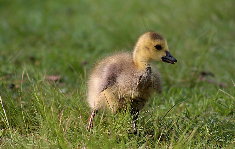 Gosling in the grass Photograph by Linda Crockett - Fine Art America