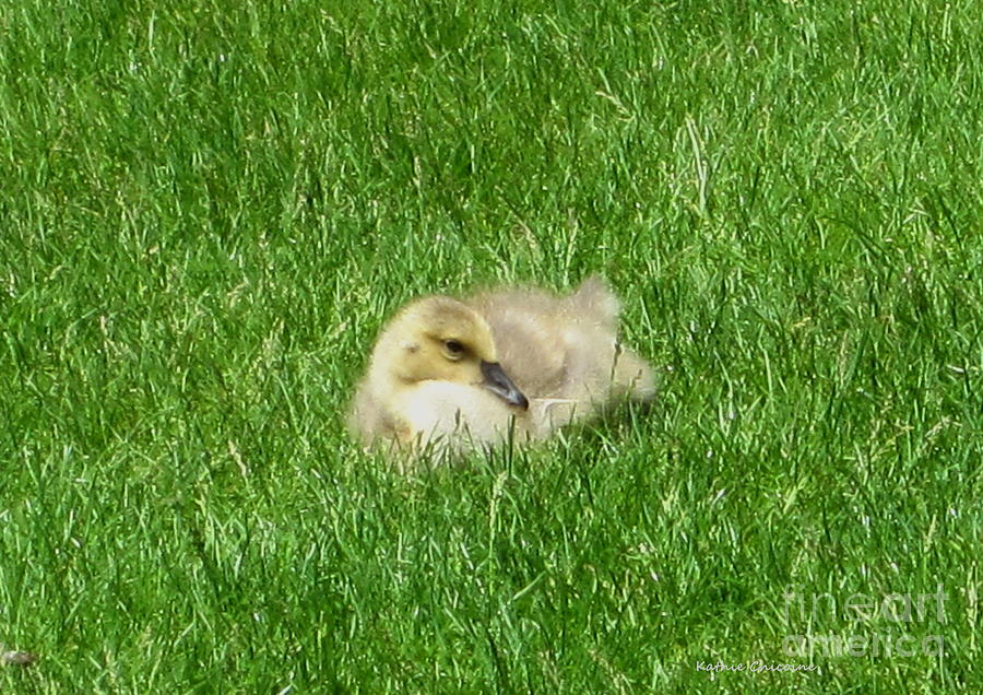 Gosling Photograph by Kathie Chicoine