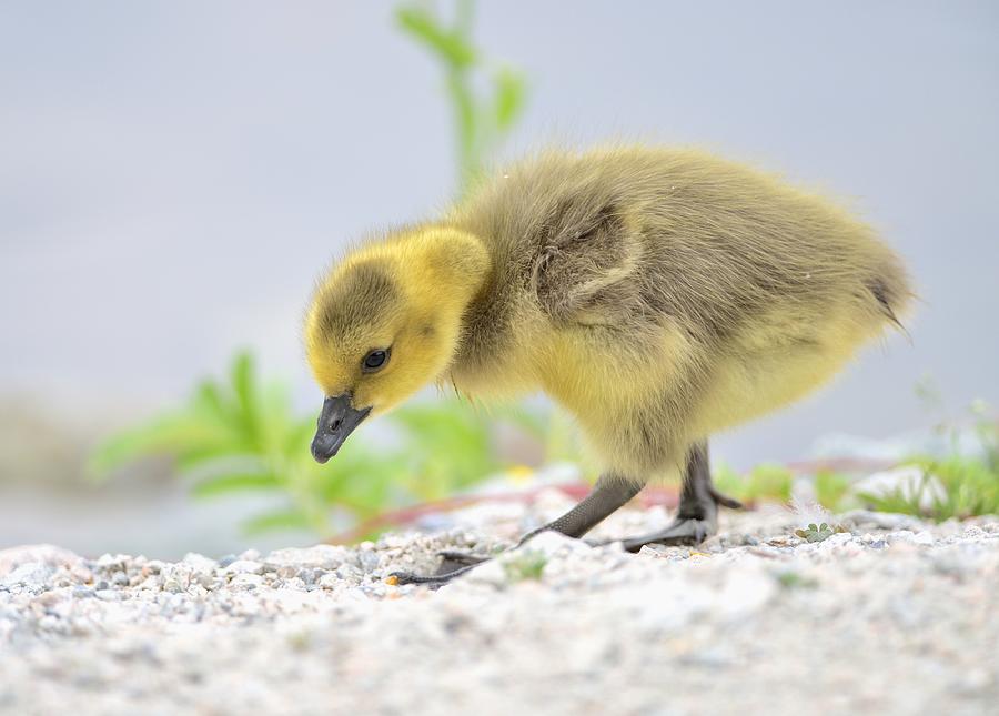 Gosling Photograph by Kathy King