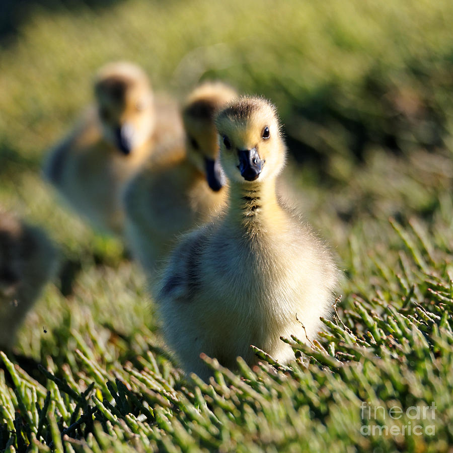Gosling March Photograph by Sue Harper
