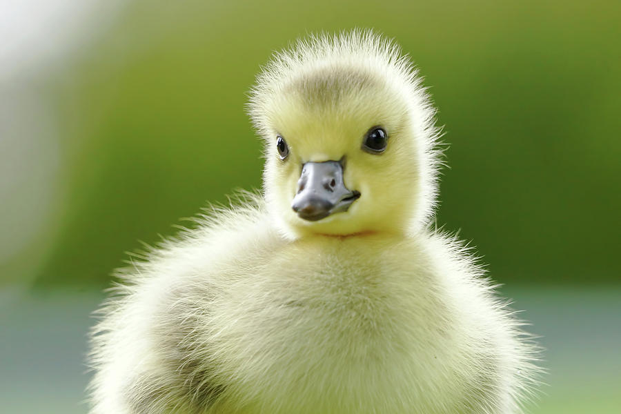 Goose Photograph - Gosling by Mark Hryciw