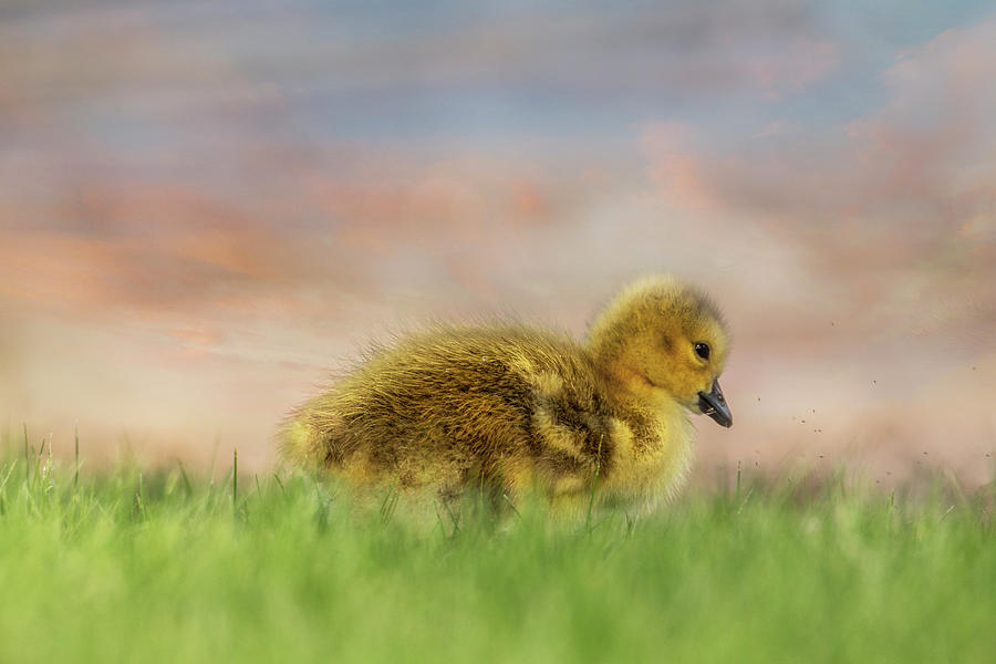 Easter Photograph - Fluffy Gosling #4 - Meets Insects by Patti Deters
