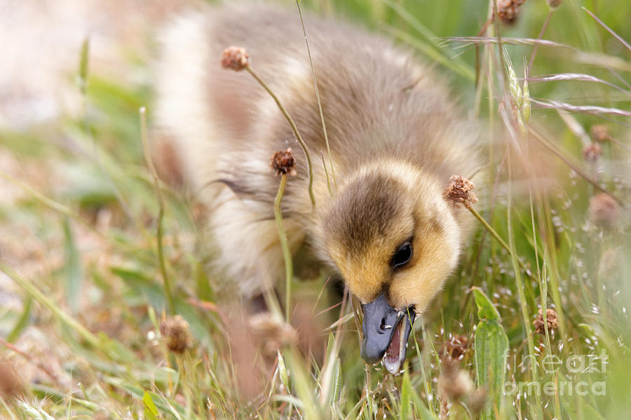 Gosling Nibble Photograph by Sue Harper