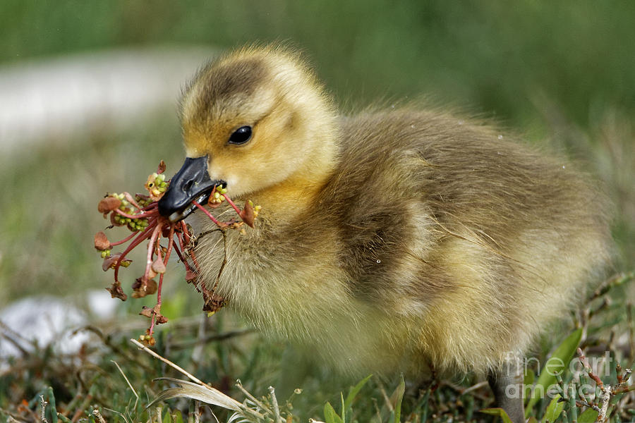 Gosling Picking Flowers Photograph by Sue Harper - Fine Art America