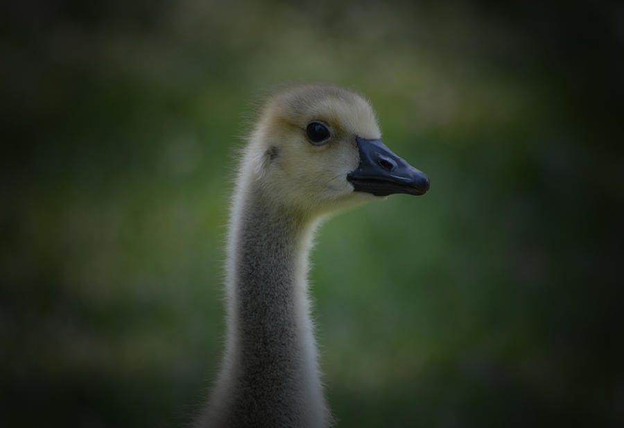 Goose Photograph - Gosling by Richard Andrews