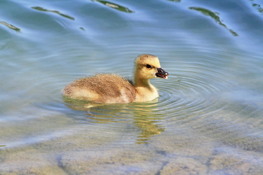 Gosling Ripples Photograph by Shoal Hollingsworth