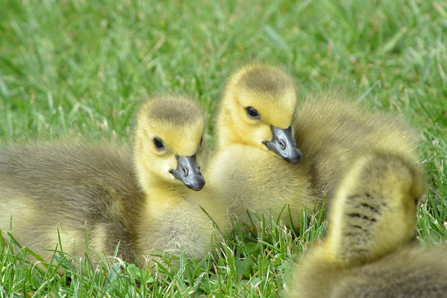 Nature Photograph - Gosling Sibling Cuddle by Nicki Bennett