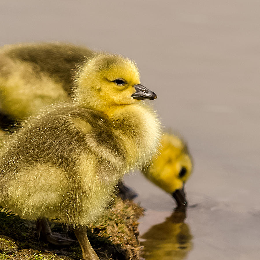 Gosling Siblings Drink Photograph by Yeates Photography