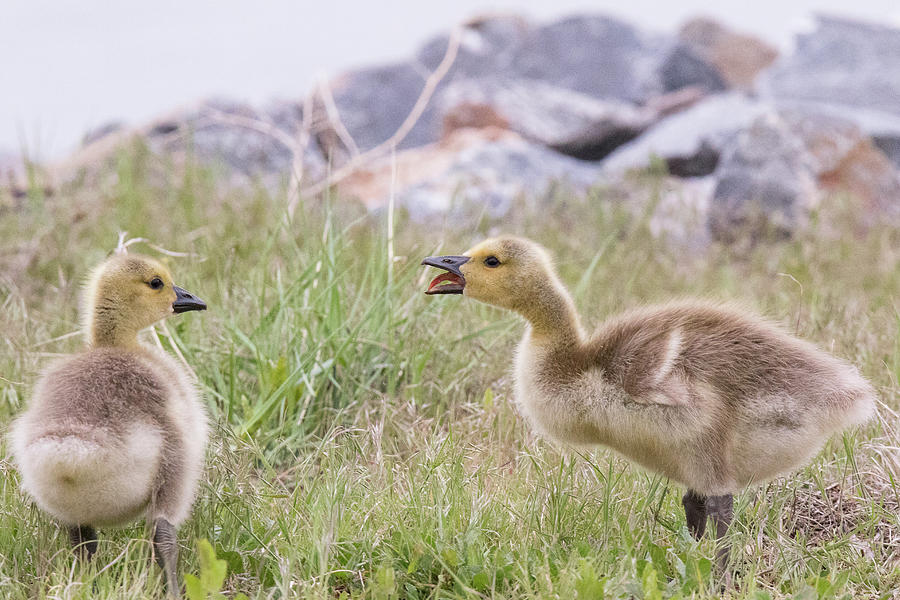 Gosling Siblings Have a Spat Photograph by Tony Hake - Pixels