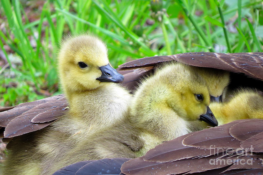 Goose Photograph - Gosling Snuggles by J L Kempster