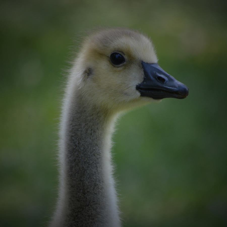 Gosling - Square Photograph by Richard Andrews