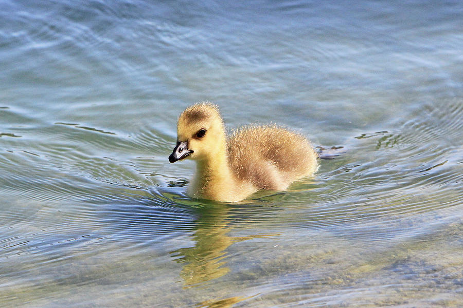 Gosling Wake Photograph by Shoal Hollingsworth