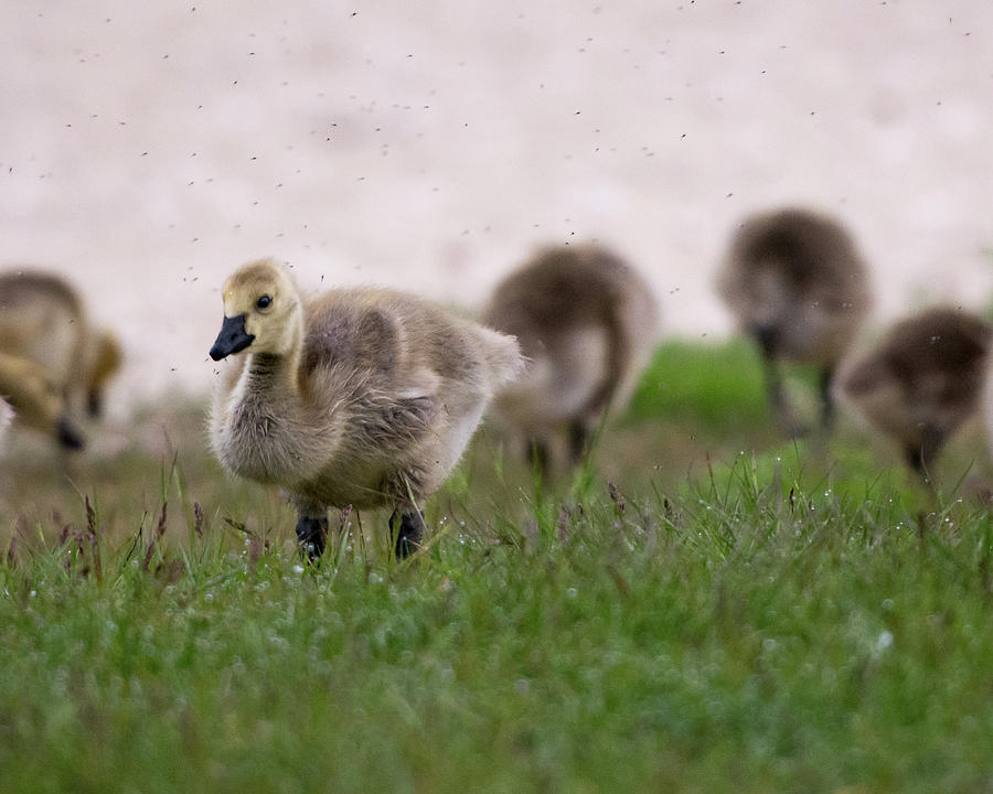 Gosling with Fleas Photograph by William Christiansen