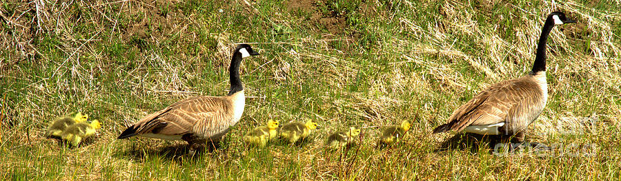 Goslings And Parents Swimming Up The Snake River Photograph by Adam Jewell
