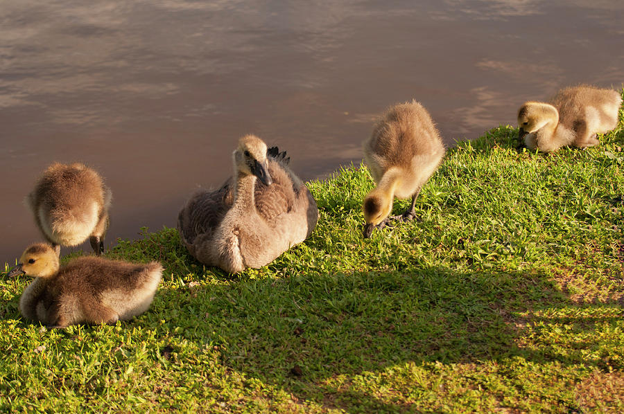 Goose Photograph - Goslings Basking In The Sunset by Flees Photos
