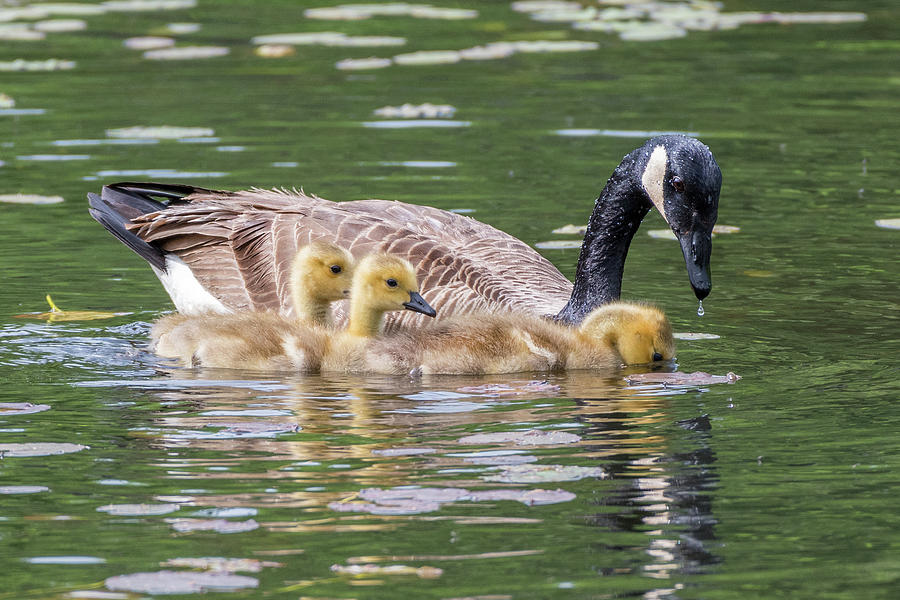 Geese Photograph - Goslings by Bill Wakeley