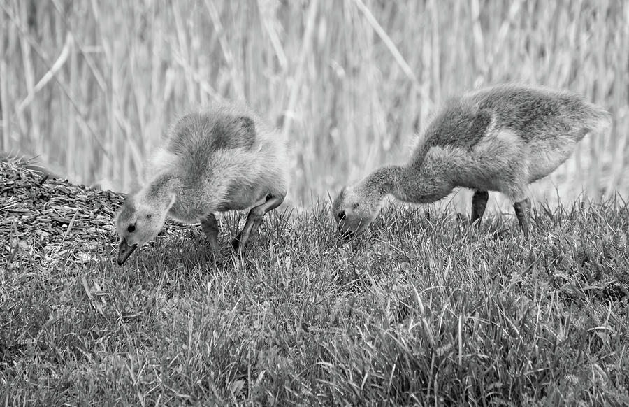 Goslings bw Photograph by Steve Harrington